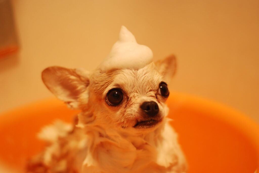 how should I bathe my dog?